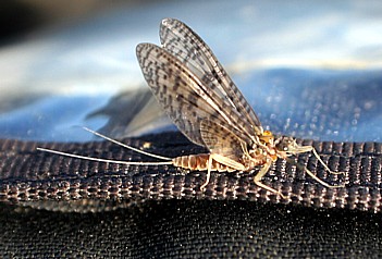 March Brown mayfly / Michael Gorman photo / McKenzie River Fishing Report