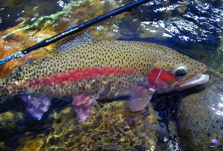 ROY G. BIV / Michael Gorman photo / McKenzie River fly fishing guide