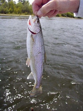 native cutthroat / Michael Gorman photo / McKenzie River Fishing Report