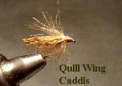 Quill Wing Caddis / mckenzie river fly fishing / mckenzie river flies