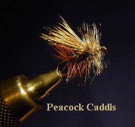 Peacock Caddis / McKenzie River fly fishing / McKenzie River fly fishing guide