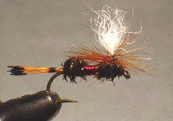 Royal Coachman Parachute /  McKenzie River Fly Fishing / McKenzie River Fly fishing Guide