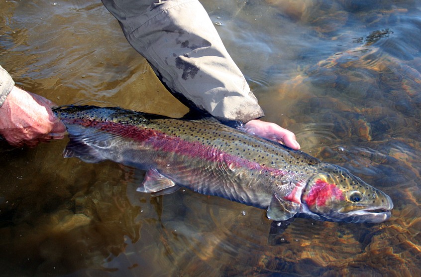 release / Siletz River Fly Fishing / Siletz River Fly Fishing guide