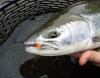 Gorman Bead Egg / Michael Gorman photo / McKenzie River Fishing Guide