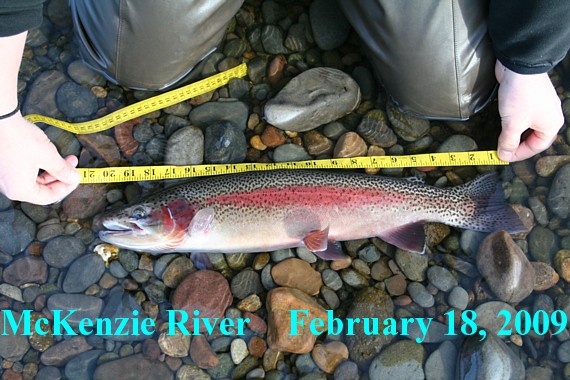 McKenzie River native rainbow, Michael gorman photo, McKenzie River fishing guide