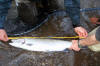 Almost 30 Inches / Marcy Gorman photo /  McKenzie River Fly Fishing Guide