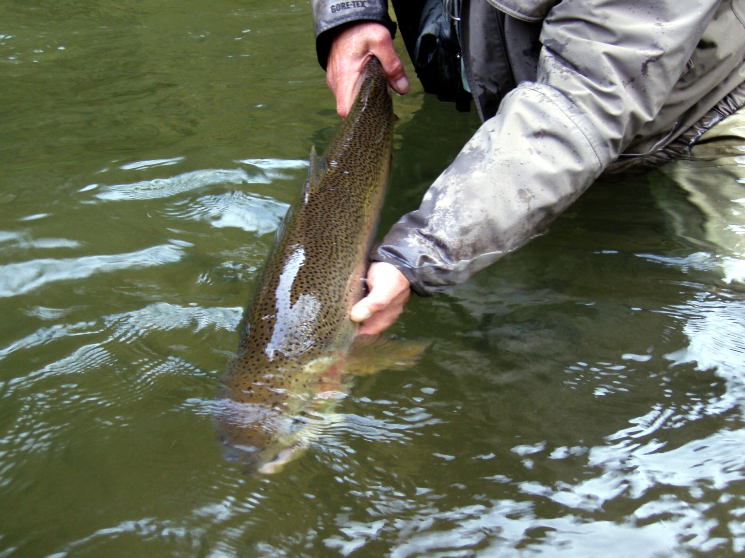 Winter Hen / Michael Gorman / McKenzie River Fly Fishing Guide