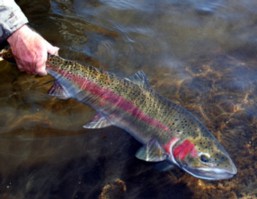 Ruby Buck / McKenzie River fly fishing guide / McKenzie River fly fishing guides