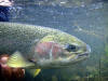 Underwater Release photo / Michael Gorman photo / McKenzie River Fly Fishing Guide