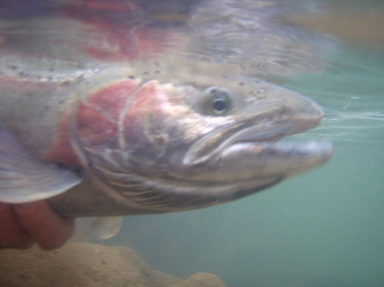 Native Winter steelhead / Michael Gorman photo / McKenzie River Fishing Guide