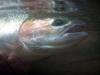 Underwater View / Michael Gorman photo / McKenzie River Fishing Guide