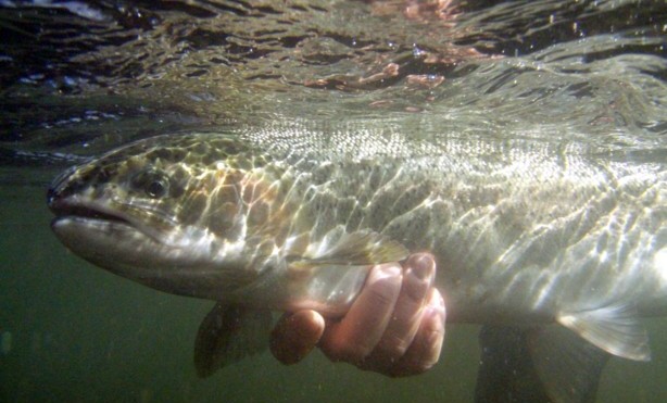 Underwater Release Siletz Steelhead / M gorman photo / McKenzie River Fishing Guide