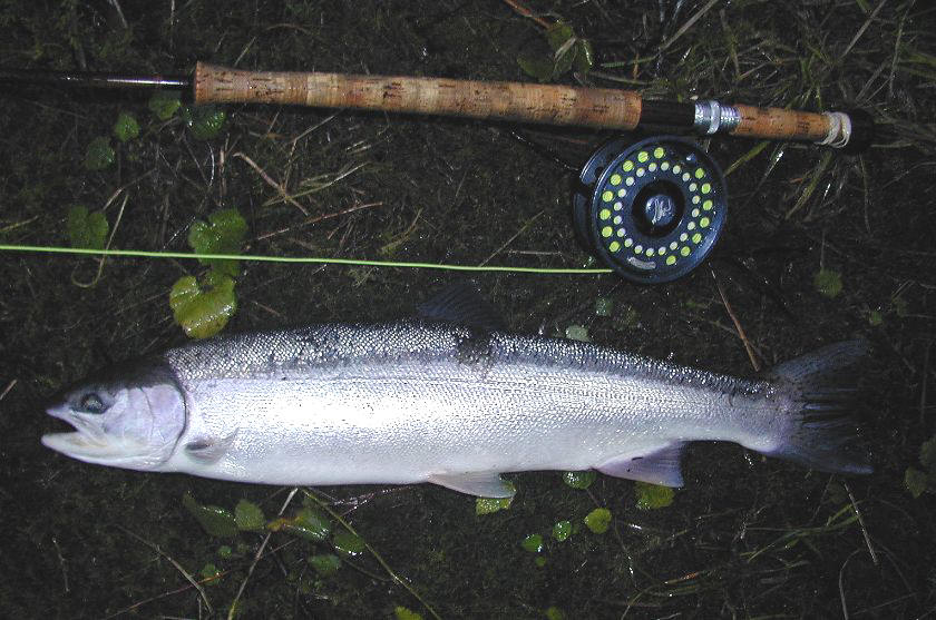 Winter hen photo Michael Gorman / trout and steelhead fly fishing / McKenzie River fly fishing guide