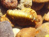 Caddisfly larva /  McKenzie River Fly Fishing / McKenzie River Fly Fishing Guide