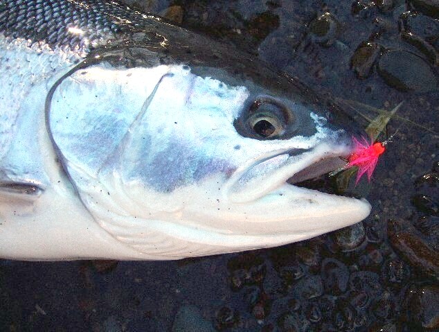Winter Chrome / Michael Gorman / McKenzie River Fishing Guide