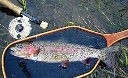 McKenzie rainbow / trout and steelhead fly fishing / McKenzie River fly fishing guide
