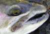 Toothy Grin / Siletz River Steelhead / Siletz River Steelhead Fishing Guide