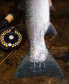 Steelhead still life / Siletz River steelhead fly fishing guide / McKenzie River fly fishing guides