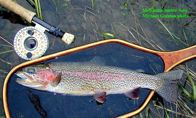 Mckenzie River native rainbow / McKenzie River fly fishing / McKenzie River fly fishing guide