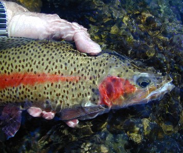 spots and stripes forever / Michael Gorman photo / McKenzie River fly fishing guide